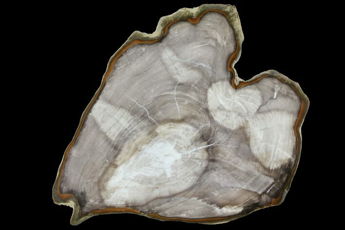 Petrified Wood (Bald Cypress) Slab - Saddle Mountain, WA #94021